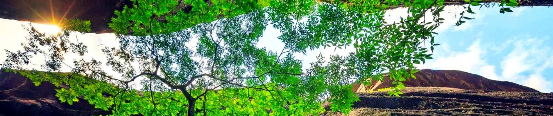 Khoai môn chiên giòn bảo vệ môi trường