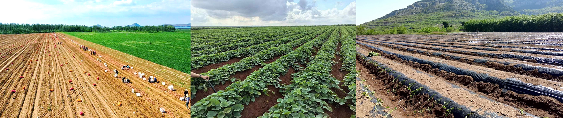 Trang trại của chúng tôi