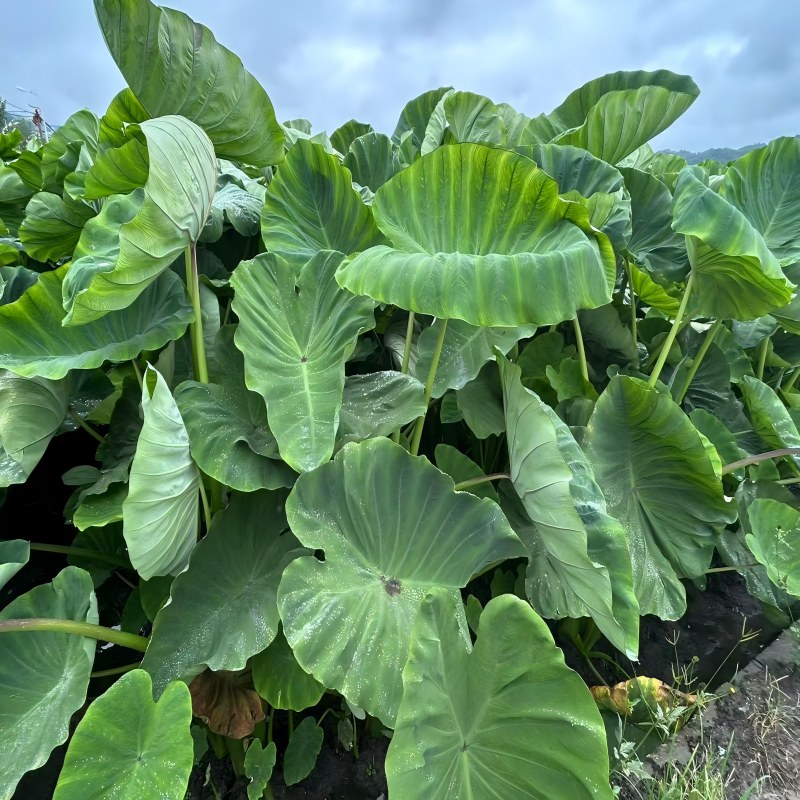 Những cánh đồng khoai môn tươi tốt sau cơn mưa, tay nghề thủ công hướng đến thị trường toàn cầu.